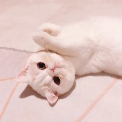 Nurul Huda avatar
